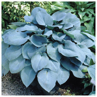 A hosta 'elegans' plantain lily plant