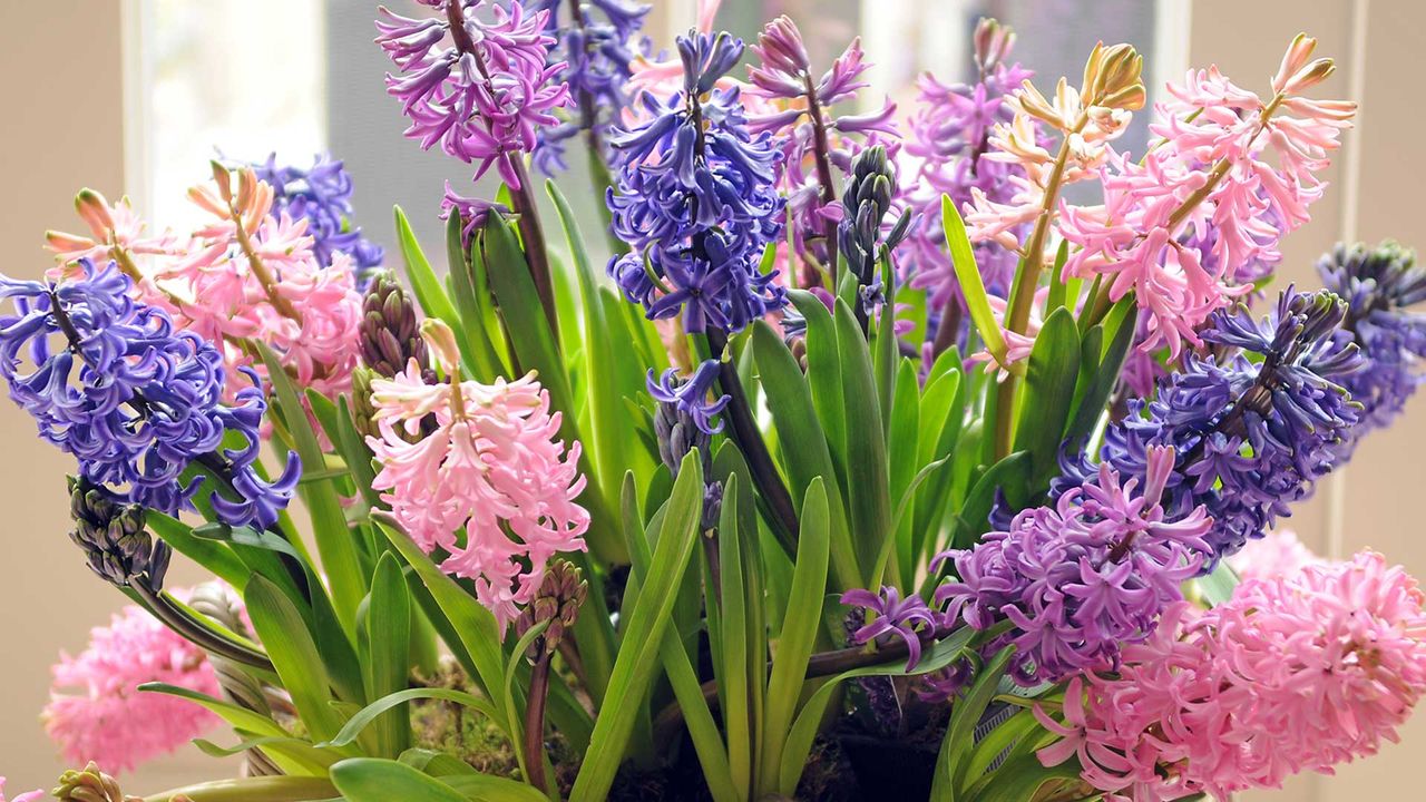 how to grow hyacinths indoors – close-up of flowering hyacinths indoors