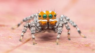 Unlike most of its peacock spider cousins, newfound species Maratus nemo inhabits a wetland ecosystem.