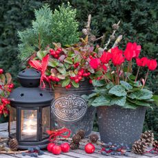 Christmas porch pots filled with wintergreen cyclamens and evergreen spruces