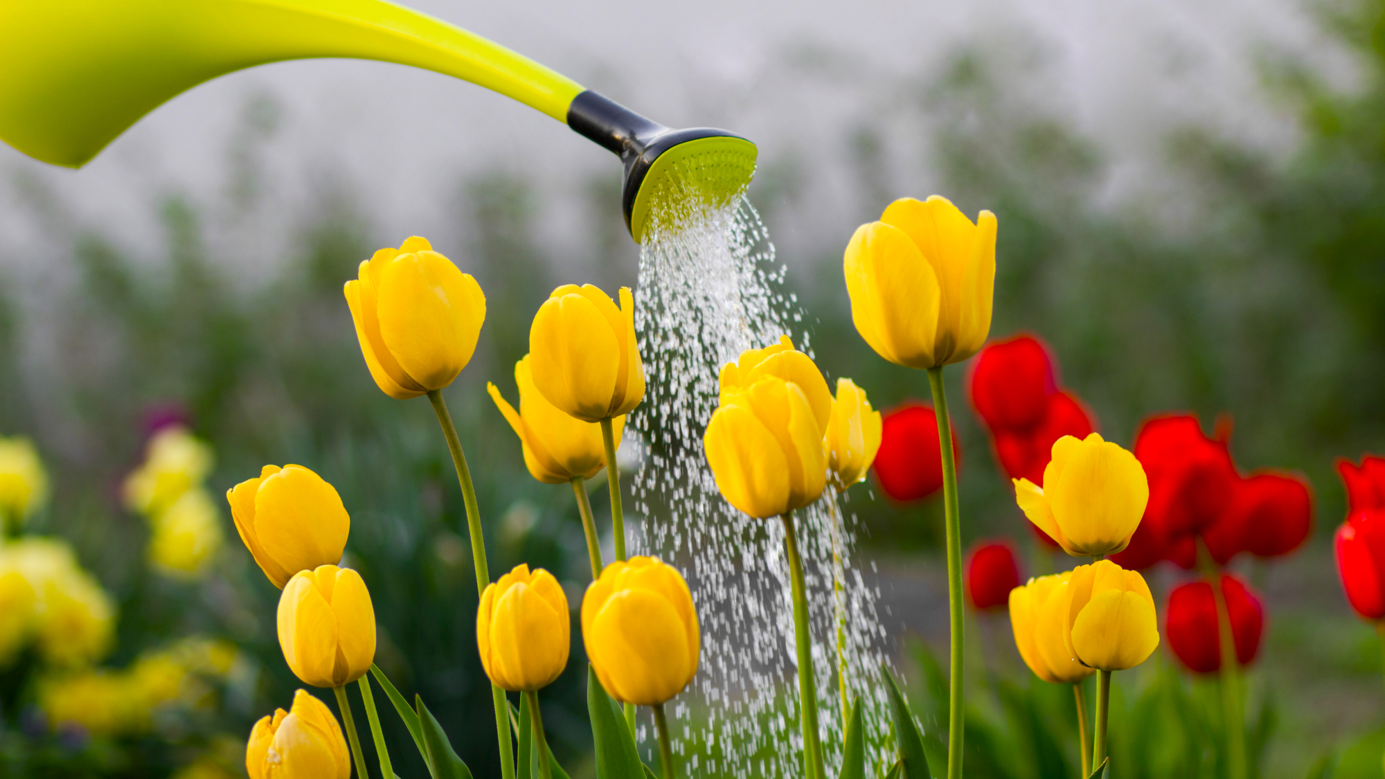 watering yellow tulips