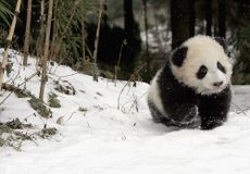 Baby panda in snow