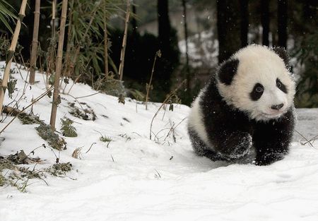 Baby panda in snow