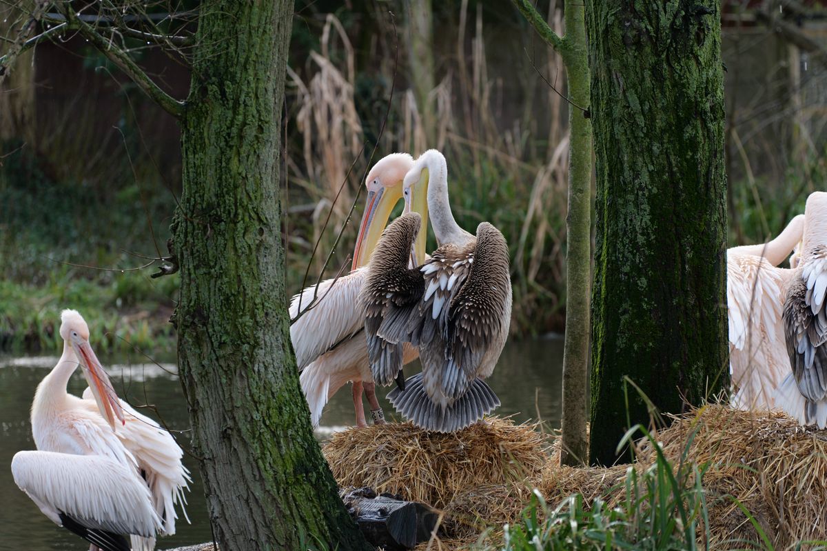 Pelicans cleaning their feathers around a lake