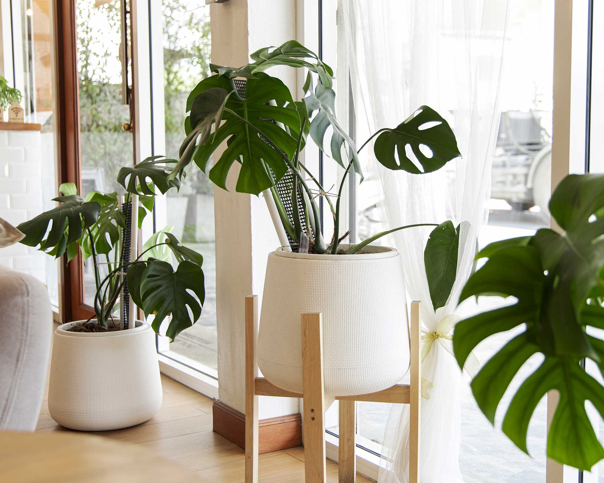Why is my monstera drooping? Experts reveal the reasons Gardeningetc