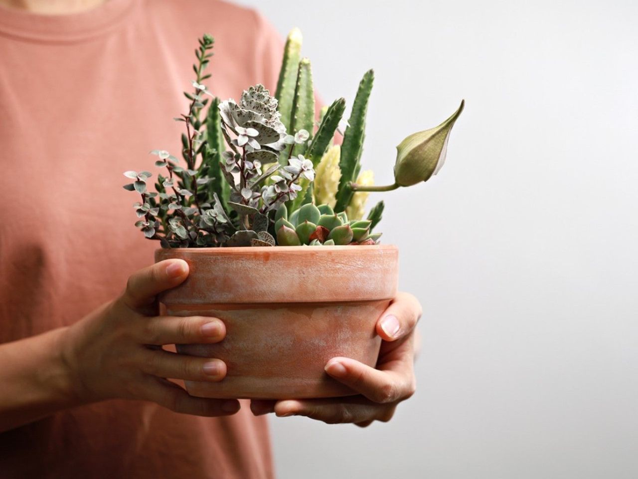 A woman&#039;s hands hold out a beautiful cactus and succulent arrangement in a terra cotta pot