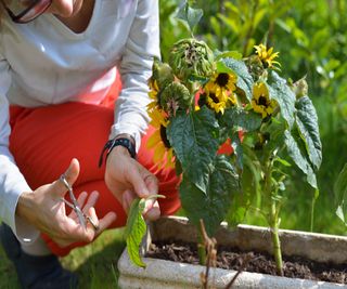 Deadhead perennial sunflowers and remove dead, damaged and diseased plant material too