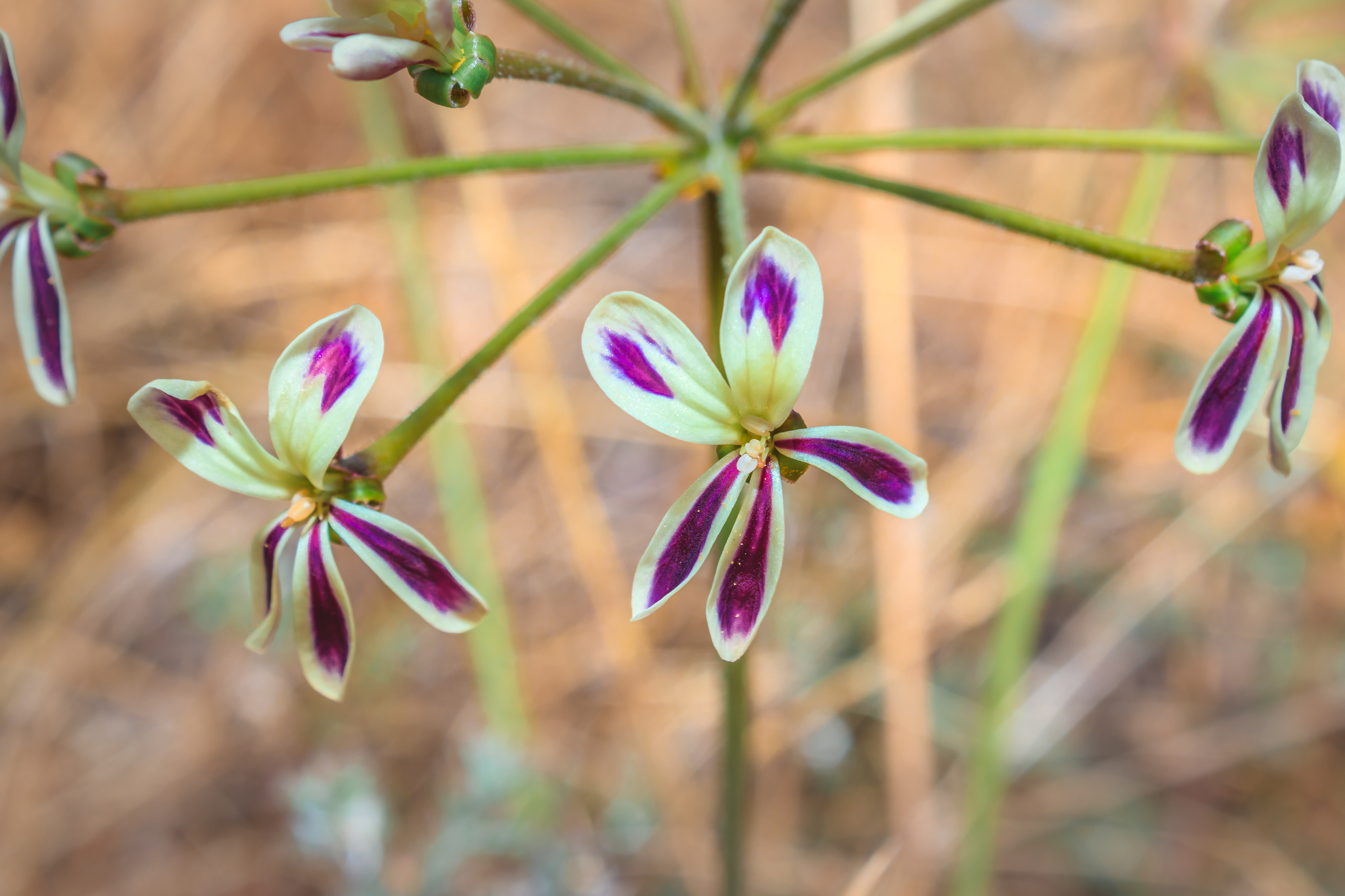 (Pelargonium Triste) Night scented pelargonium Wild flower during spring, Cape Town, South Africa