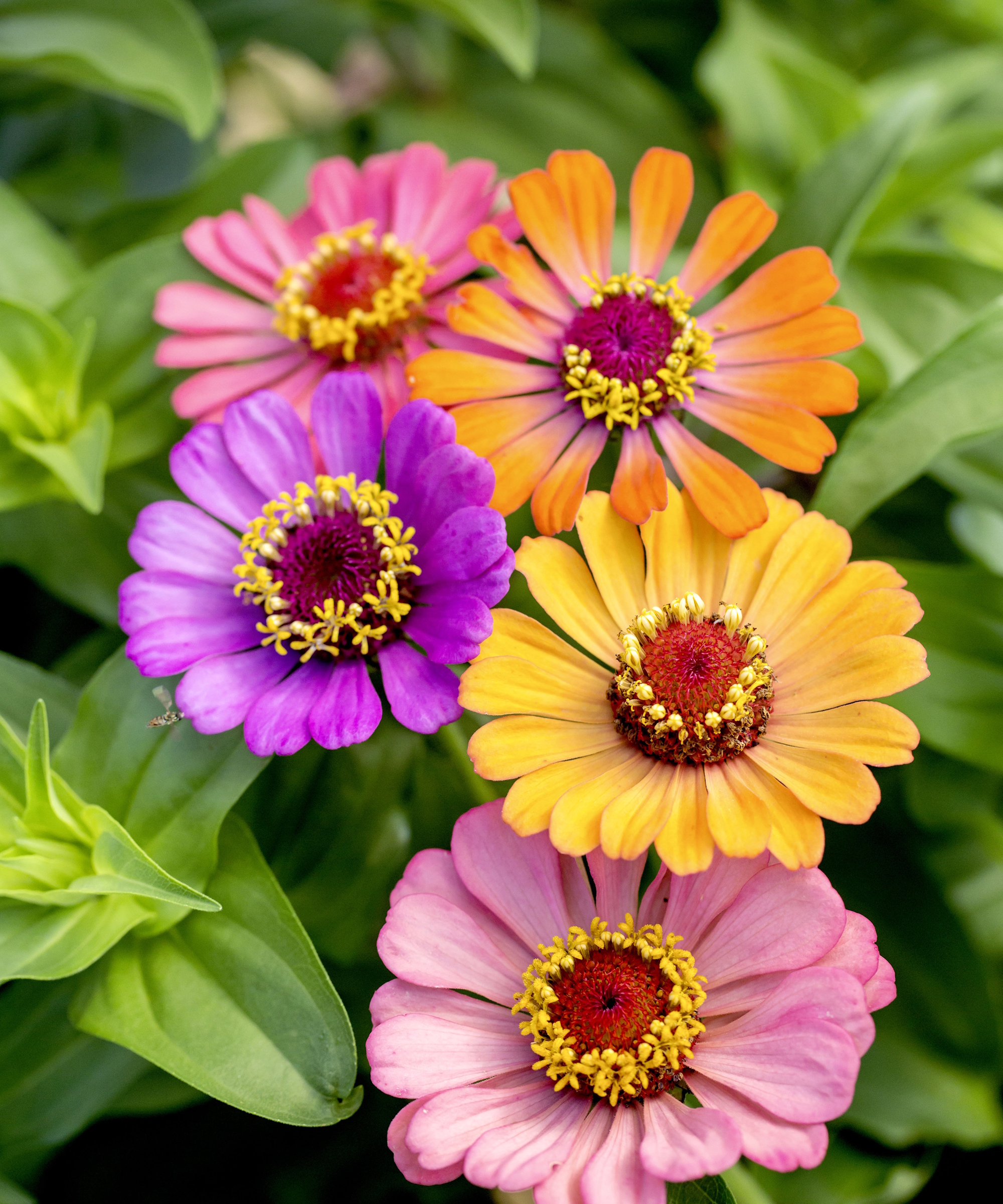Zinnia Molotov plants blooming in shades of purple, pink, yellow, and orange