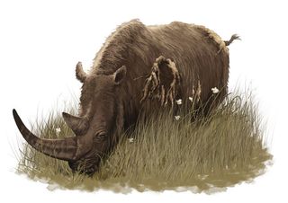 The woolly rhinoceros grazed in the plains of what is now northern Thuringia in Germany. The climate at the time was icy cold and far drier than today, and fluctuated a great deal.
