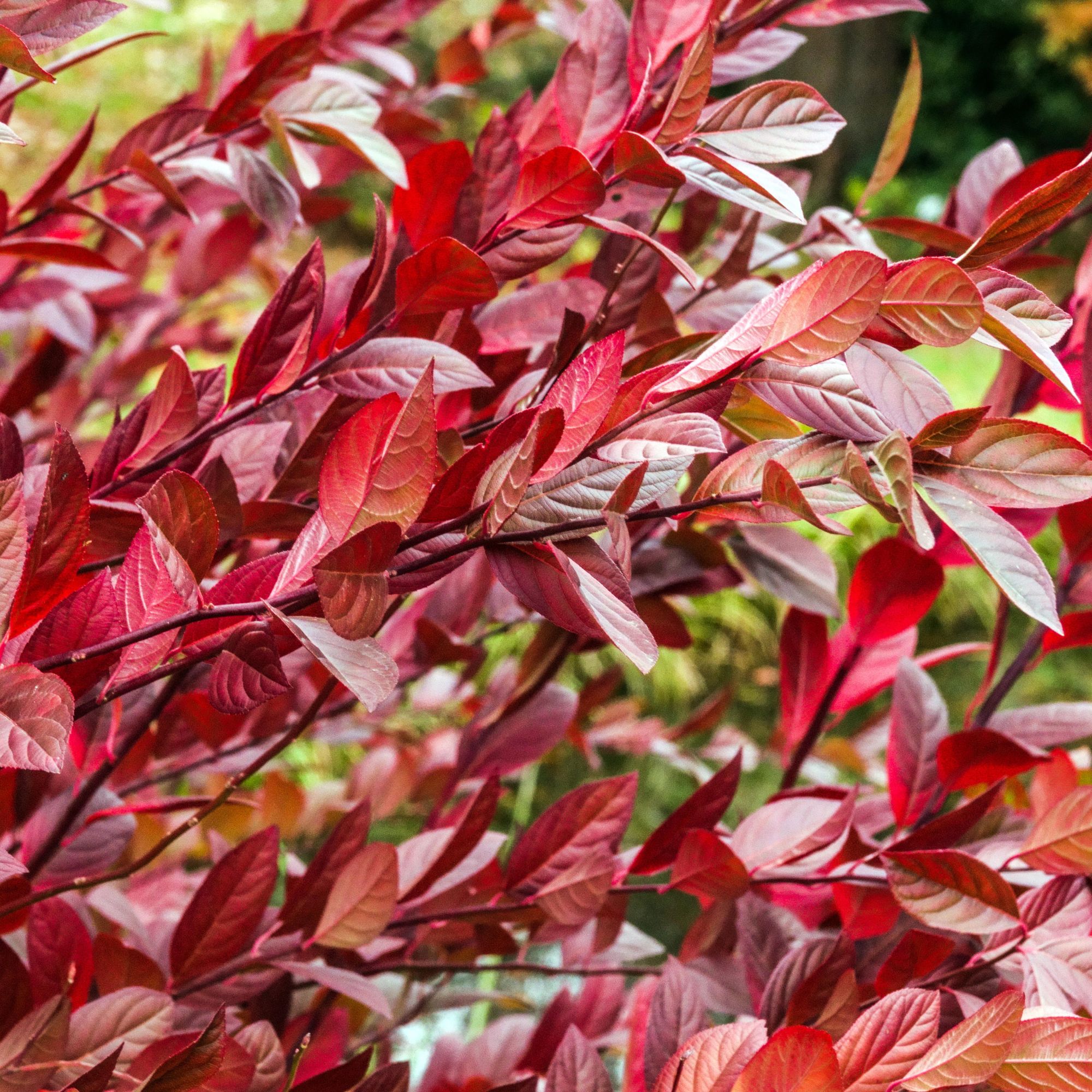 Itea virginica shrub