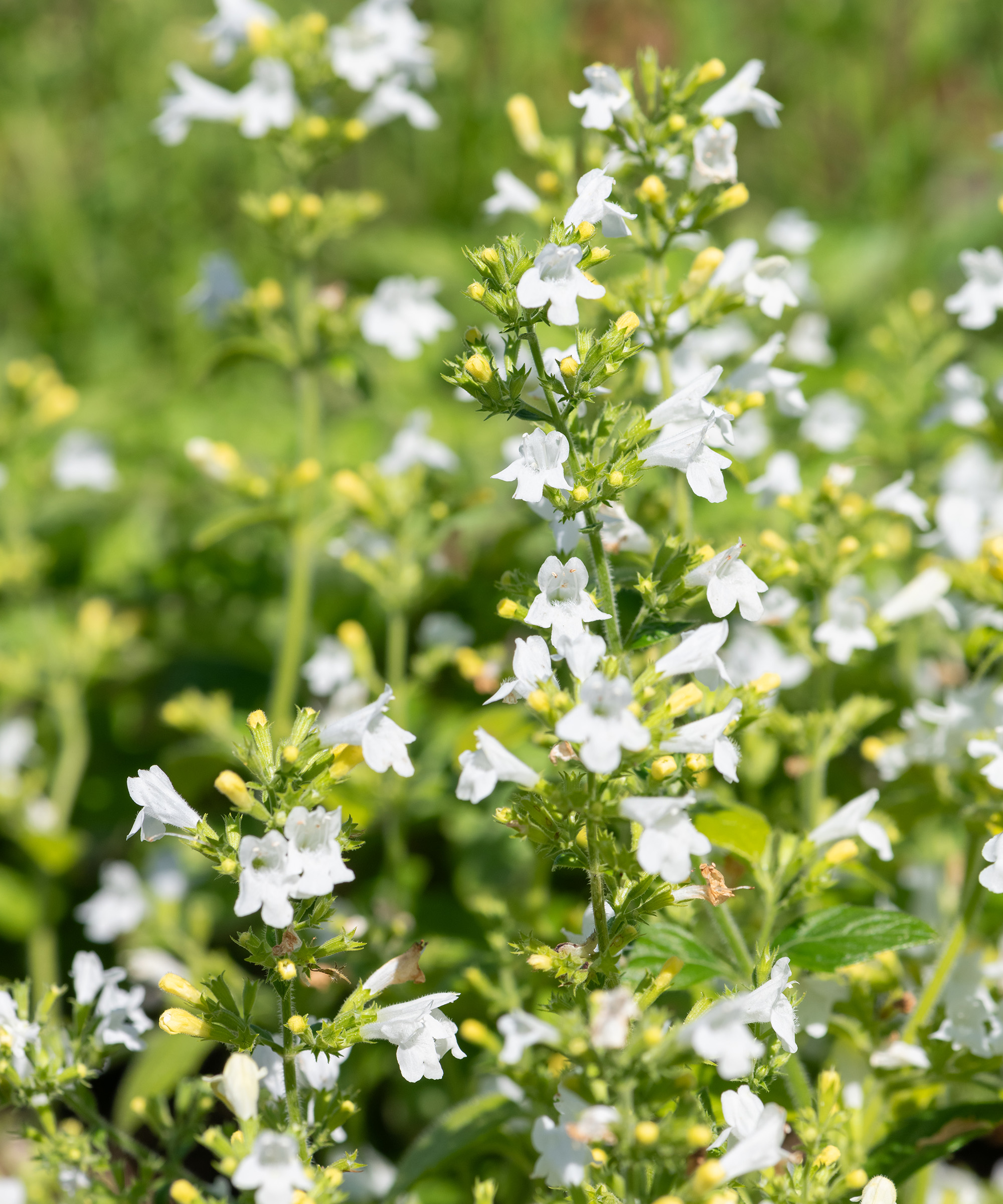 Close up of marvelette white lesser calamint flowers in bloom