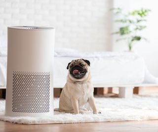A pug beside a white air purifier in a white bedroom