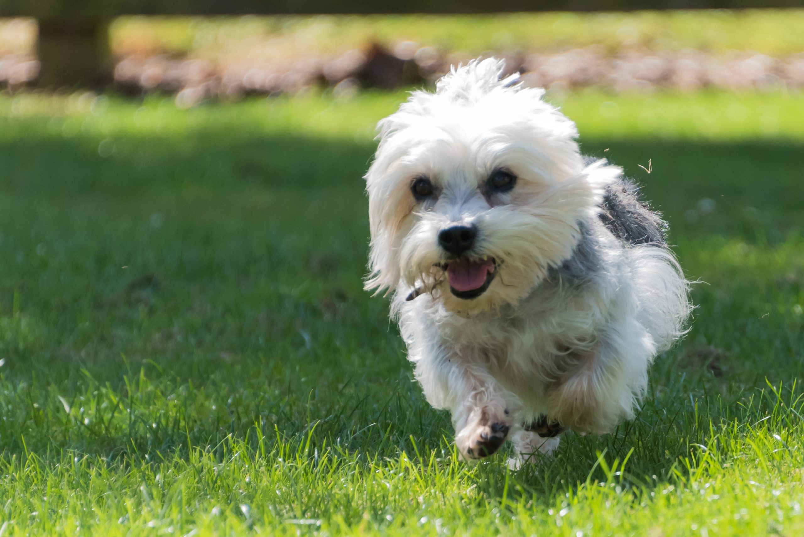 A Dandie Dinmont Terrier in full flight. Dandies are adorable dogs with the soulful eyes who are bright, sparky and can’t help but make you smile. Find out more about the breed here.