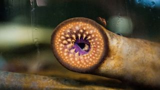 close up of a lampreys circular mouth full of teeth pressed up against the glass of a fish tank