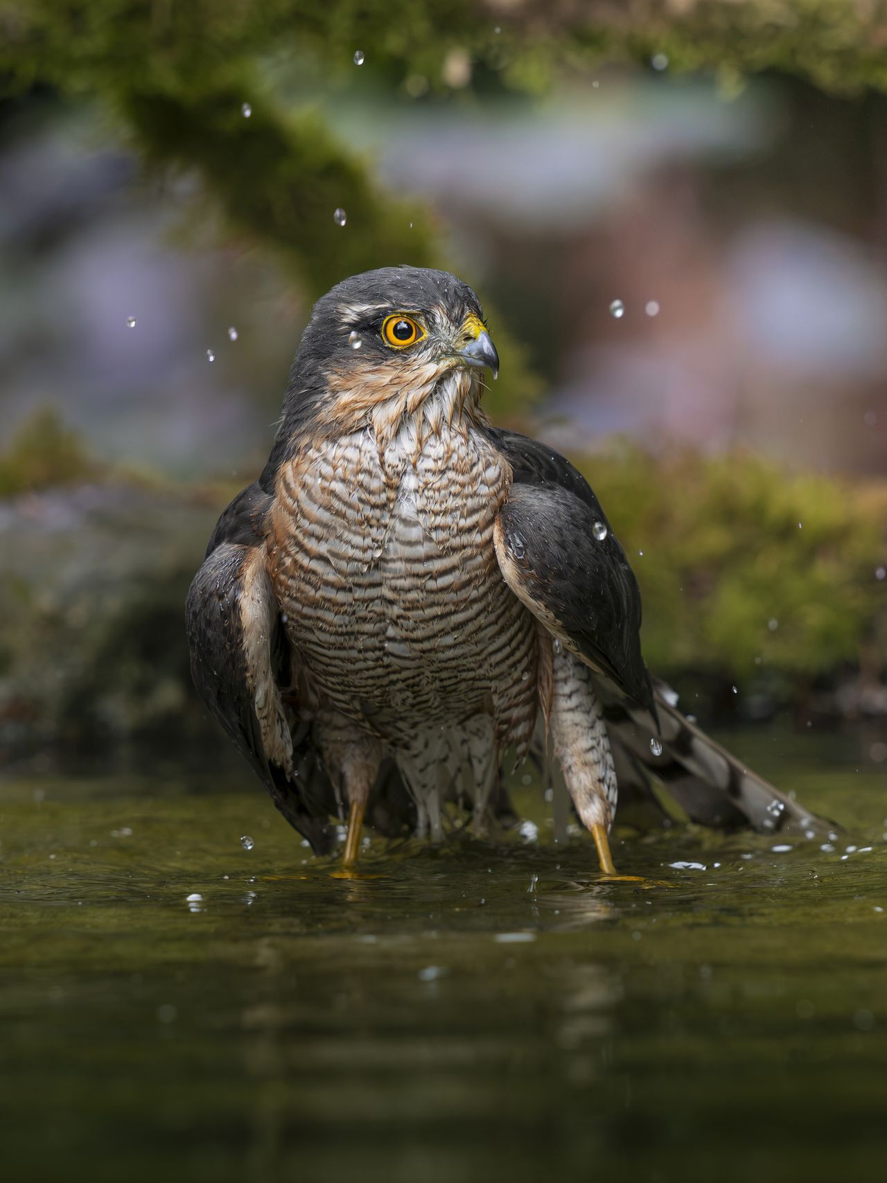 British bird against background of green foliage photographed by Andy Green