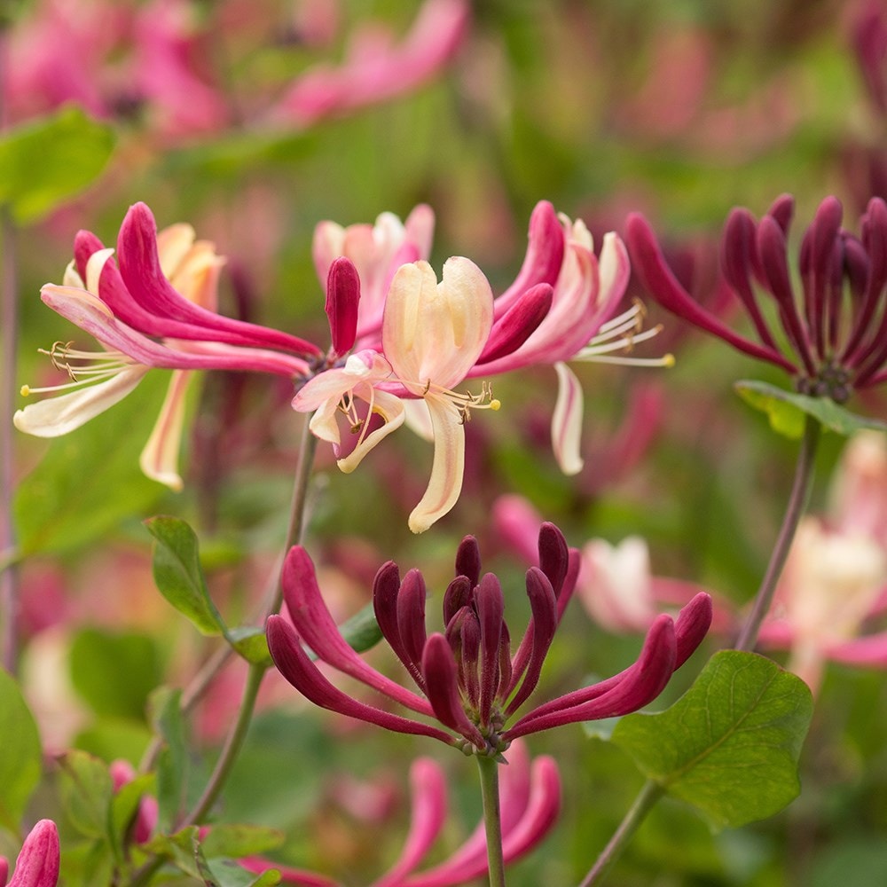 Lonicera Periclymenum 'rhubarb and Custard' &amp;reg;
