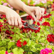 Woman's hands deadheading geraniums