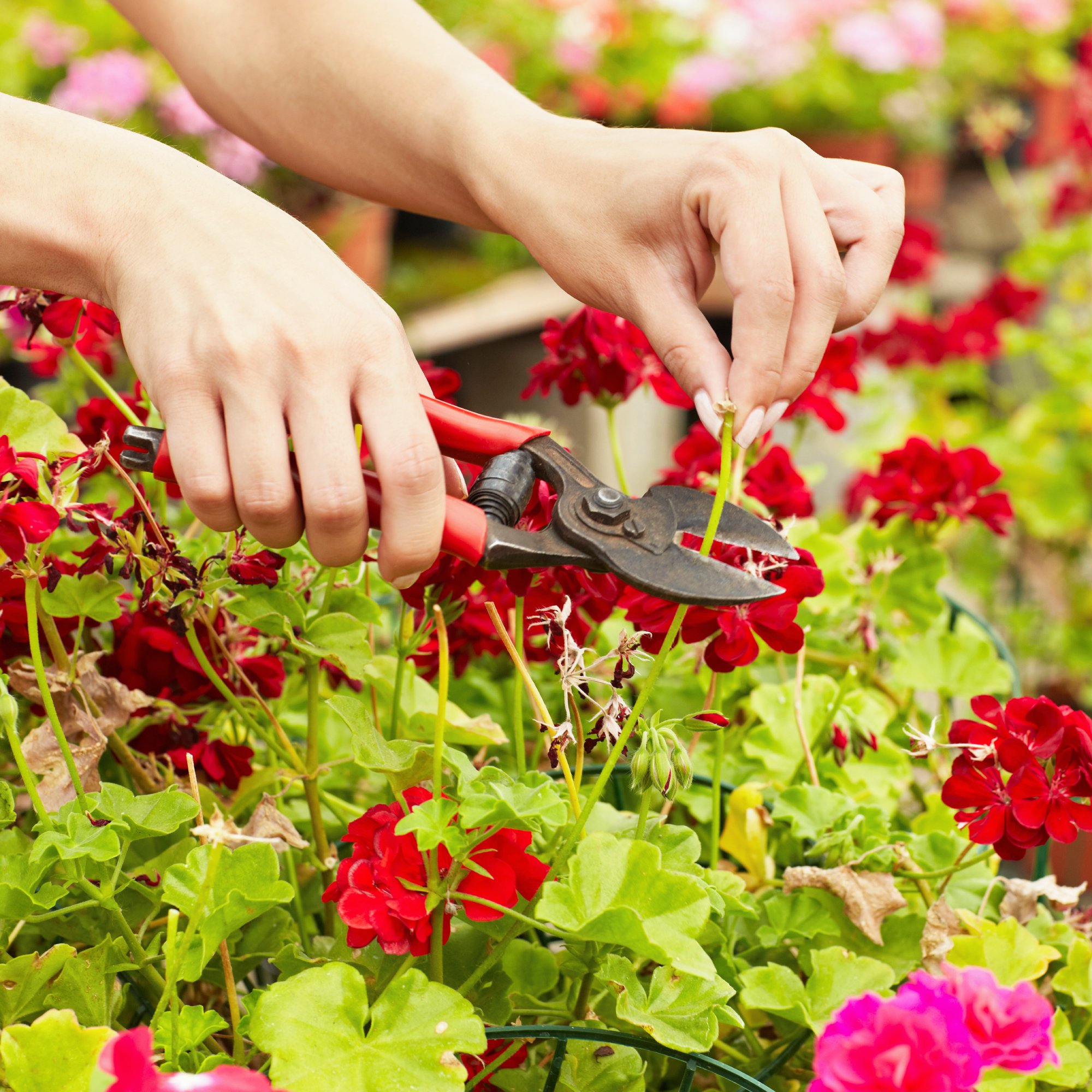 Woman&#039;s hands deadheading geraniums