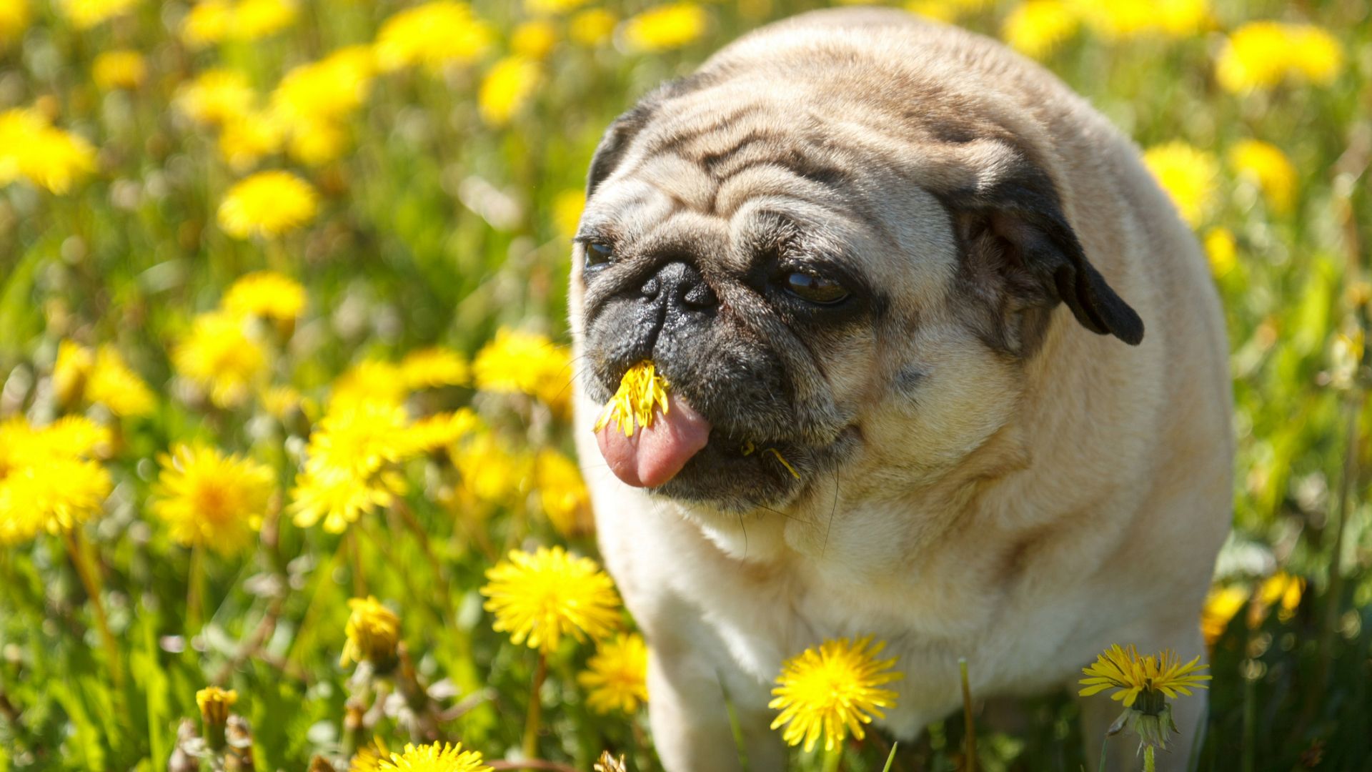 My puppy eats everything outside — how do I stop them? | PetsRadar