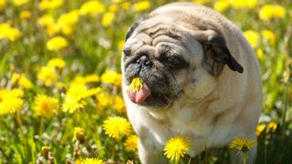Pug eating daffodils outside 