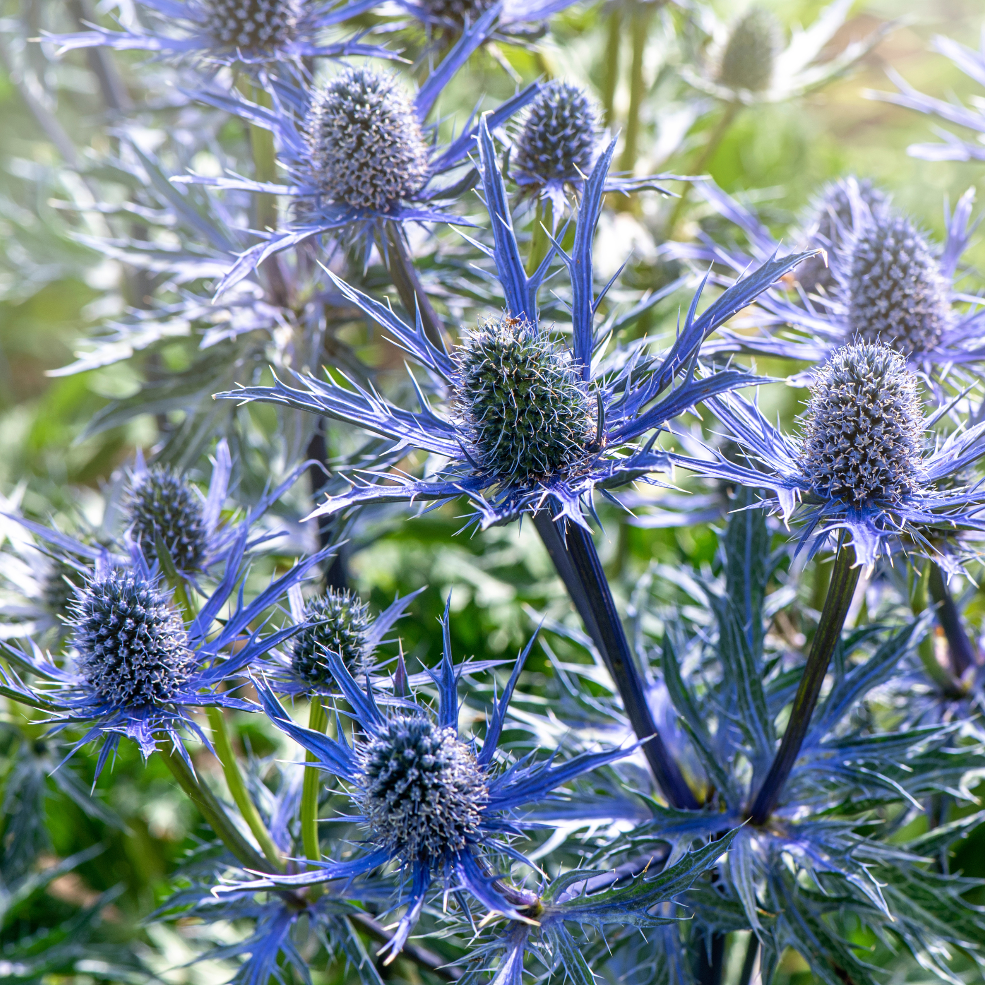 Close-up image of the summer flowering vibrant flowers of Eryngium zabelii 'Big Blue' also known as Sea Holly