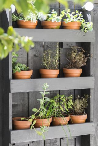 Detail shot of a selection of herbs in terracotta pots on black wooden shelves in garden.