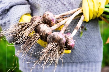 A gardener holding dug up garlic bulbs from the garden 