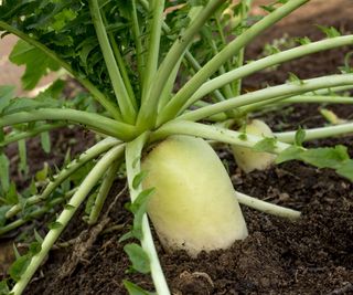 Daikon radish growing in the vegetable garden