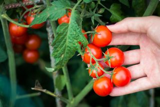 how to create an eco-friendly garden: tomato plants