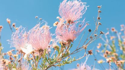 apache plume shrub showing fluffy seedheads