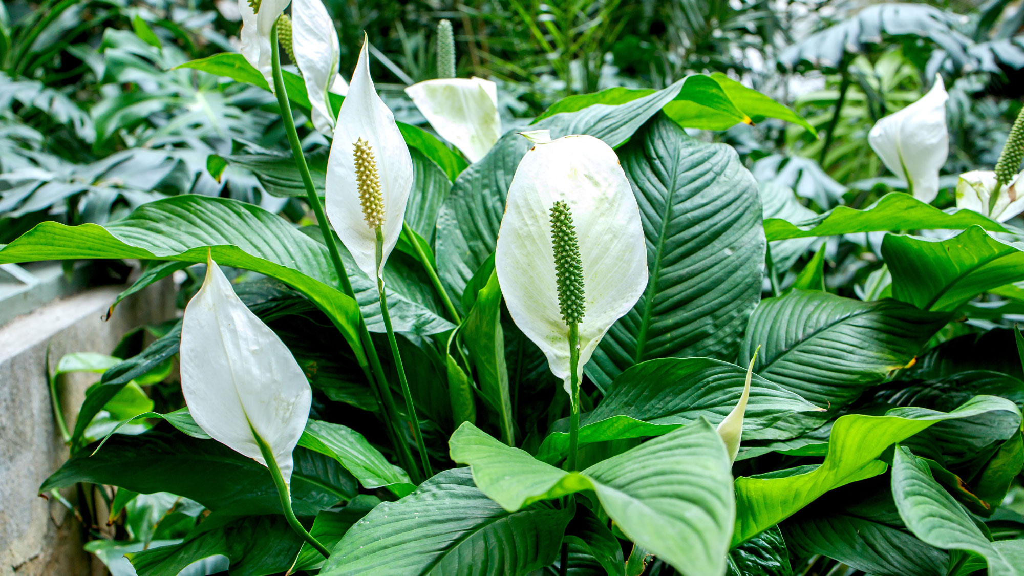 peace lily plants with large white spathes in outdoor scene