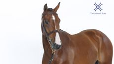 MBF Santuro, top lot at the 2025 Monart Sale