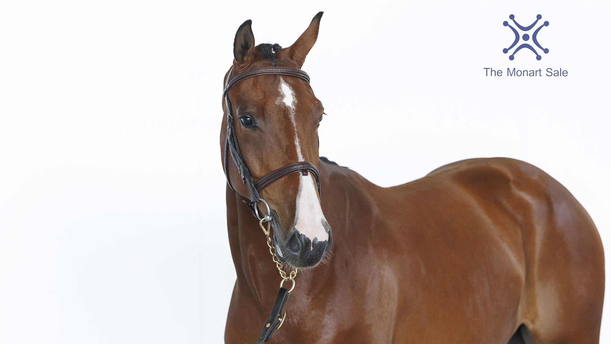 MBF Santuro, top lot at the 2025 Monart Sale
