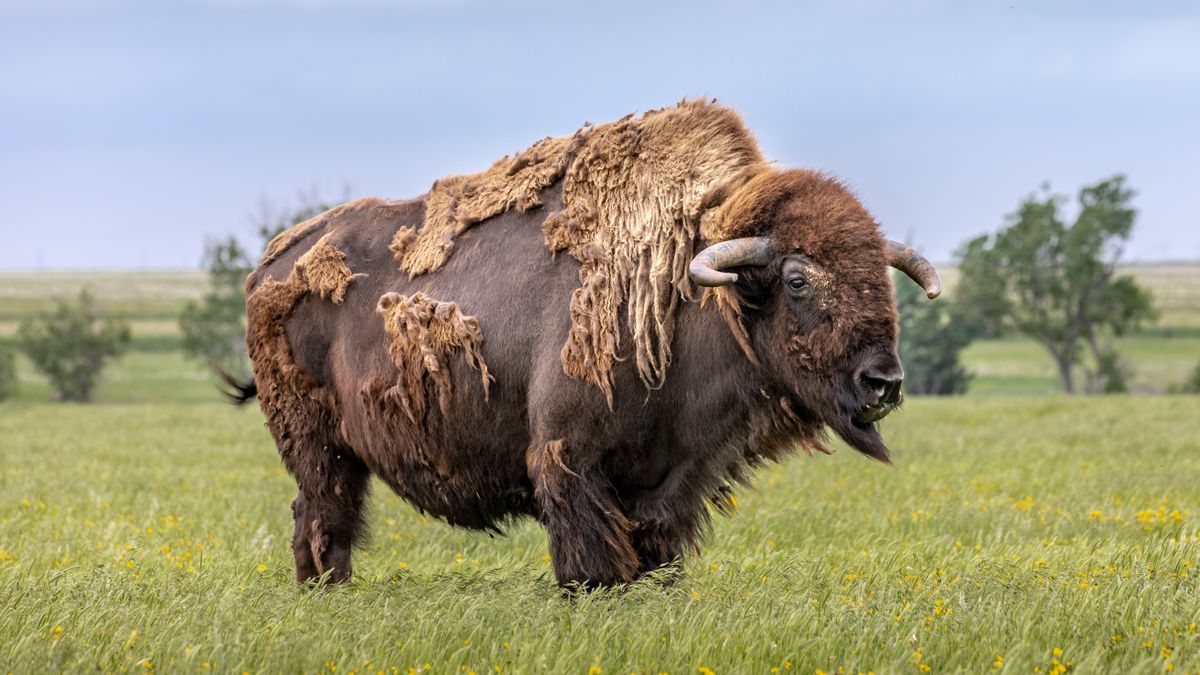 Bison in Spearman, United States