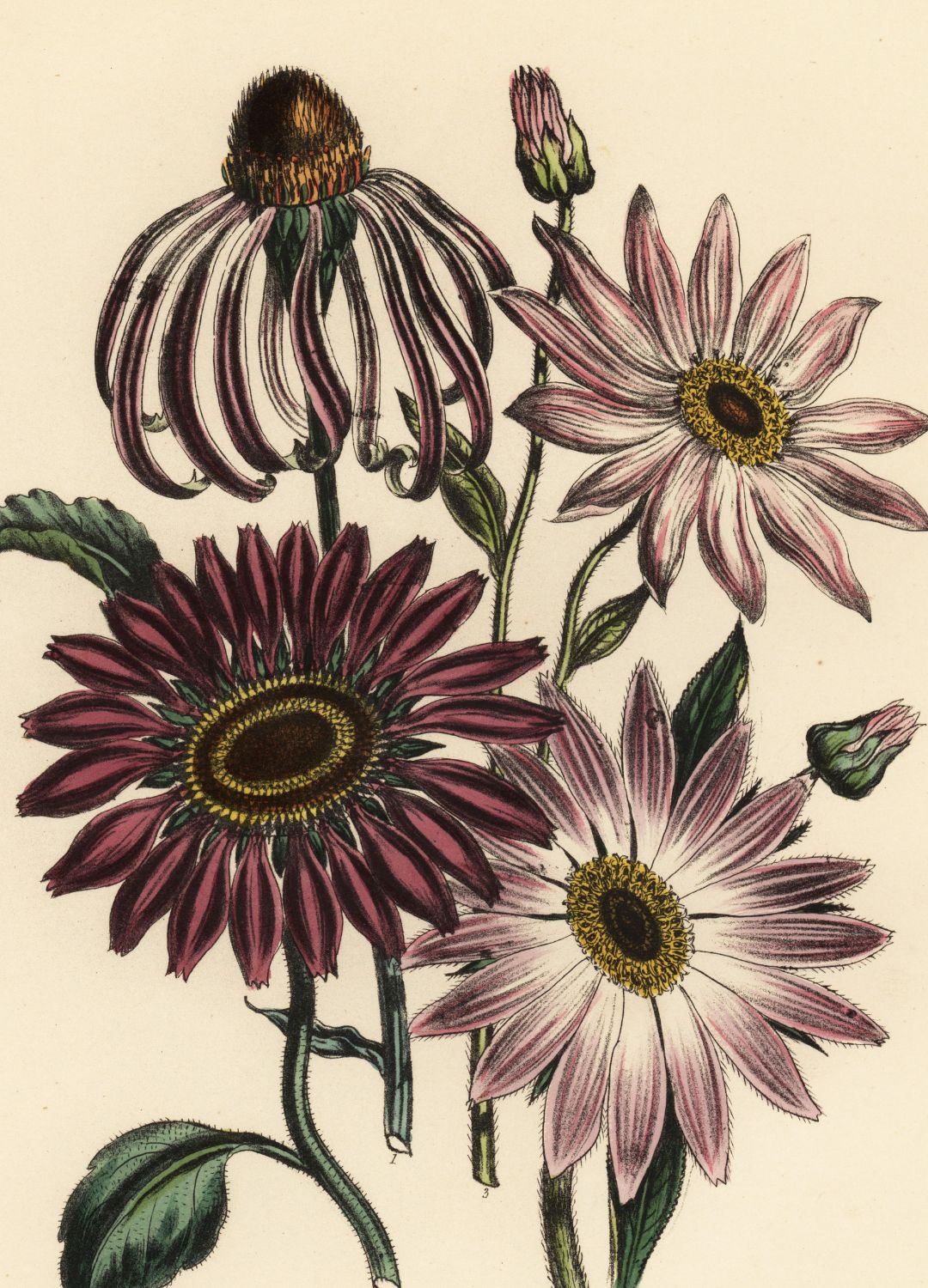 Echinacea