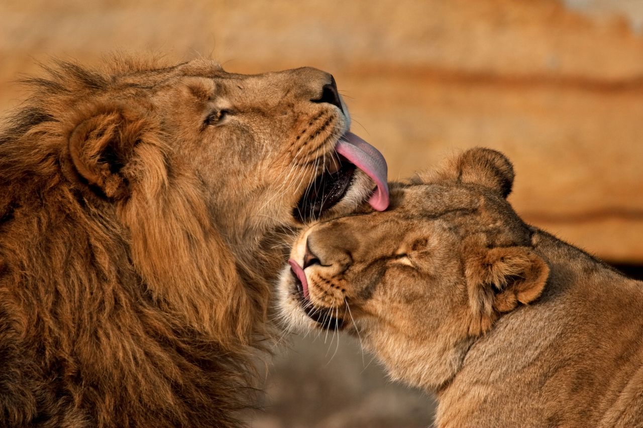 Lions are social cats.