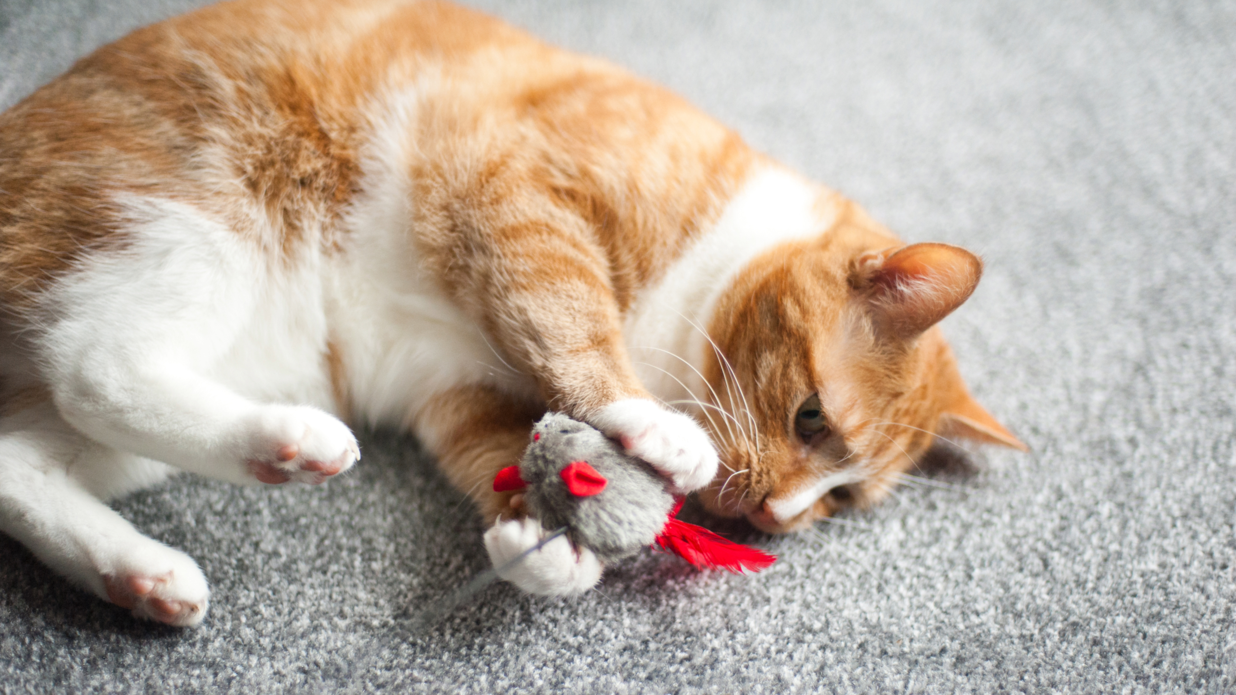 Ginger cat playing