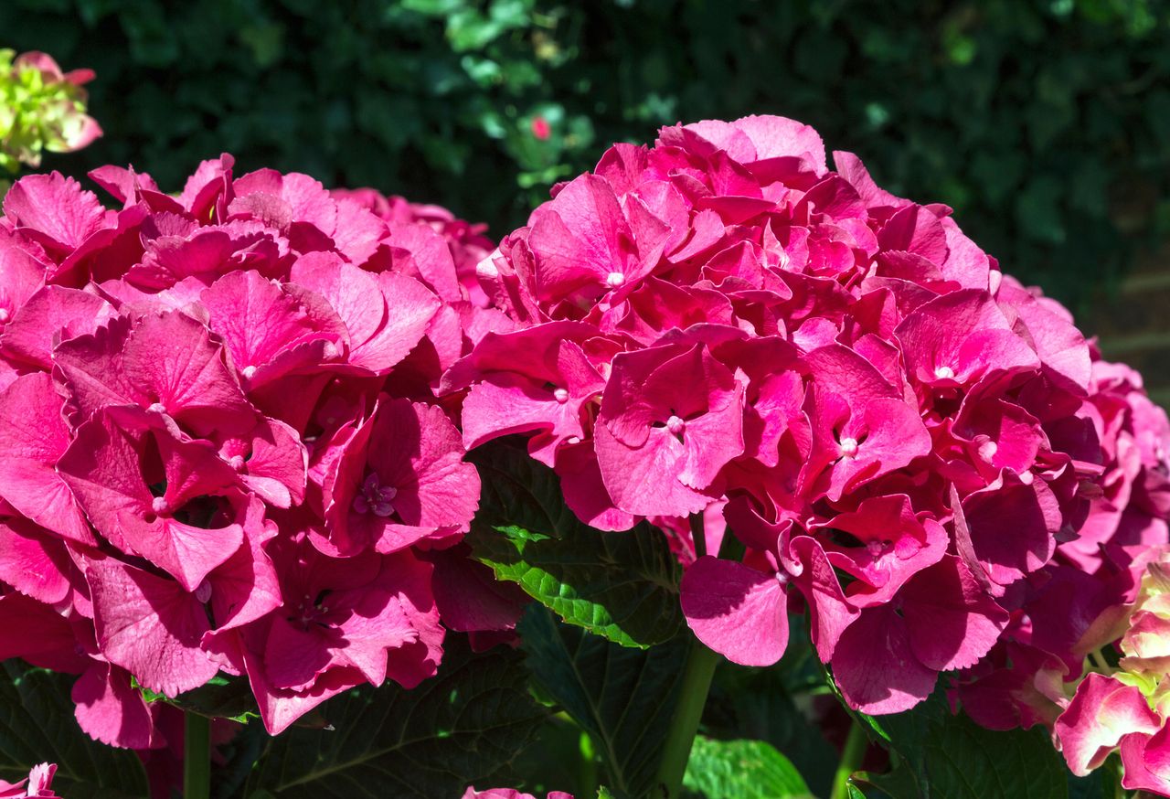 why is my hydrangea wilting?