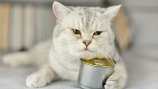 cat sat with chin touching can of cat food and paw wrapped around it