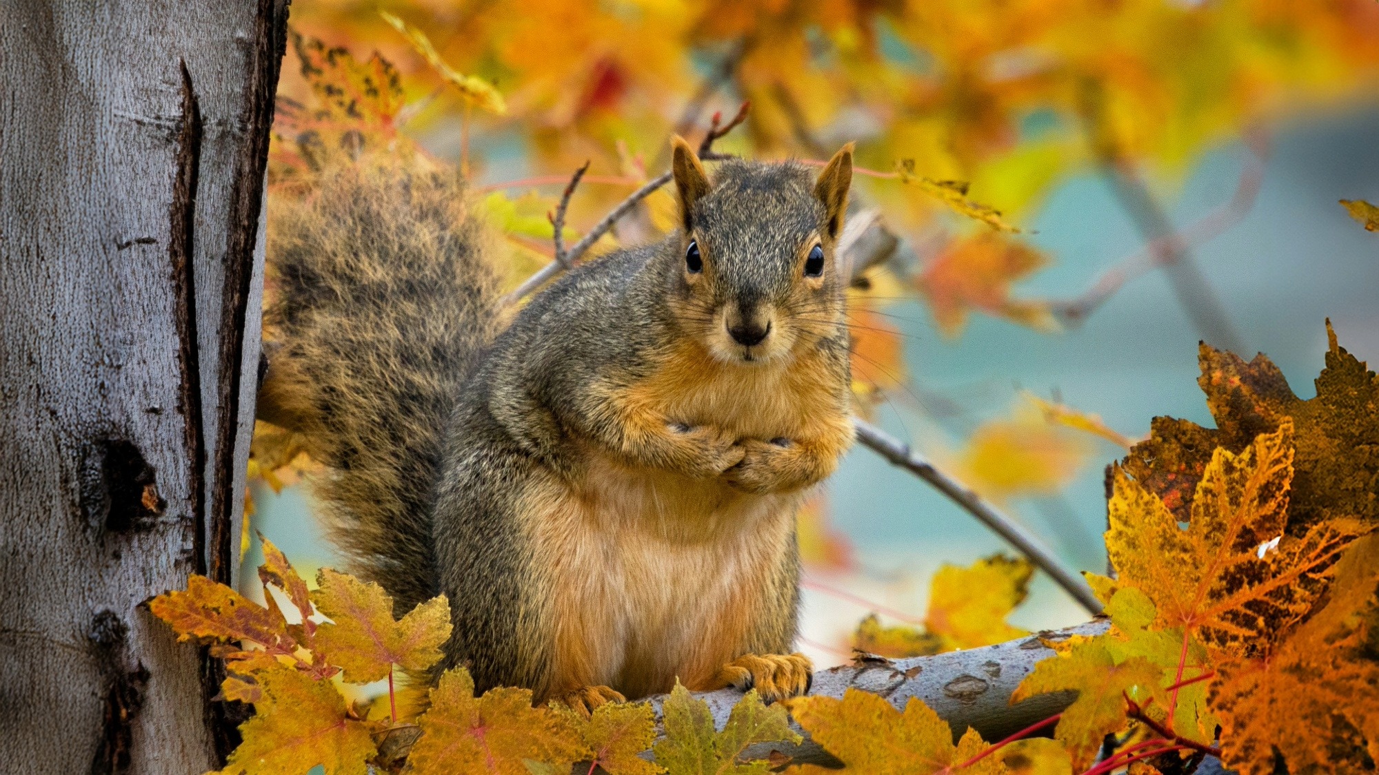Gray squirrel in tree with fall leaves