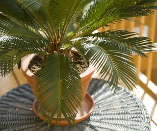 Sago palm