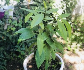 Avocado tree with green leaves growing in a pot in a sunny garden