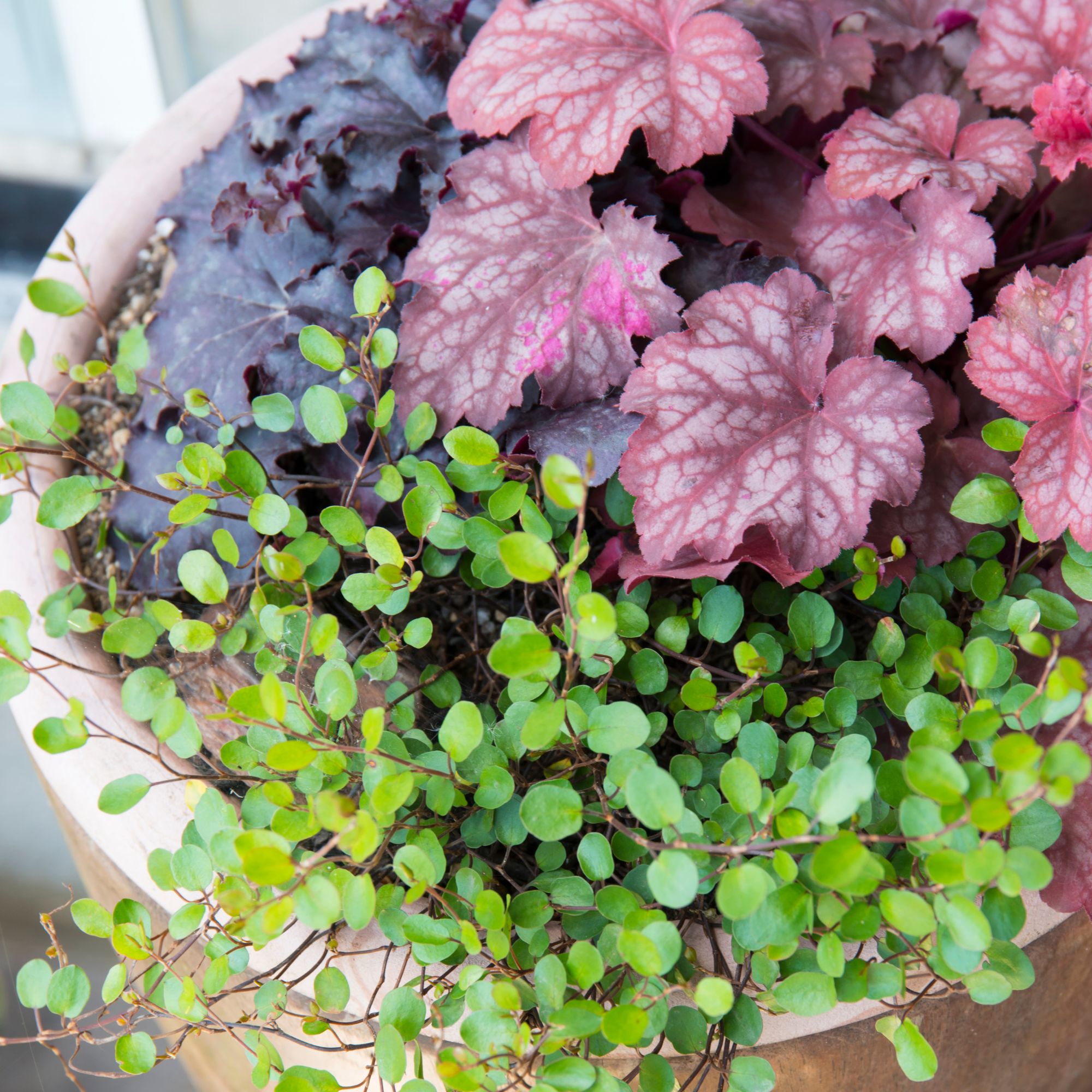 autumn planter with heucheras
