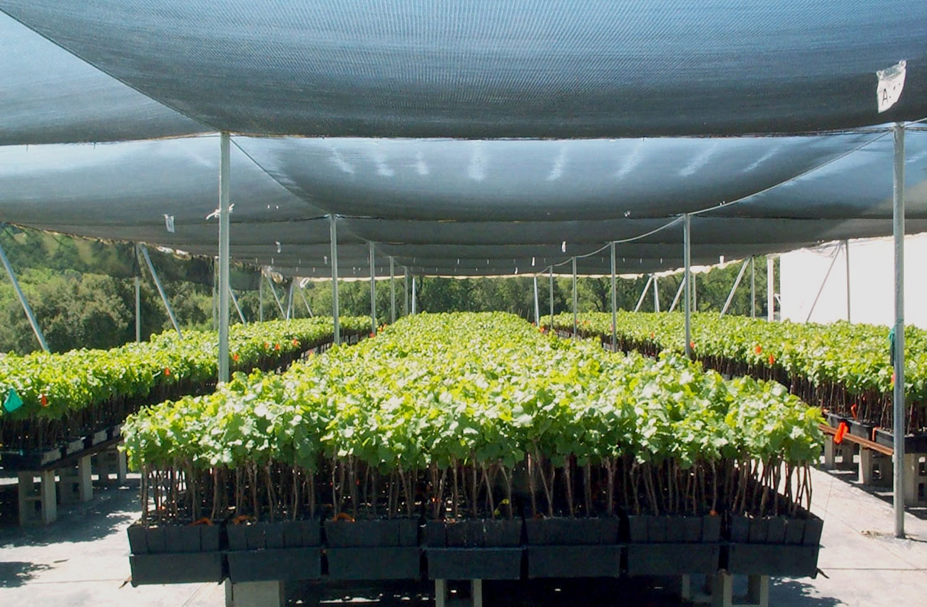 Tablas-Creek-nursery-young-vines-under-shade-cloth.jpg