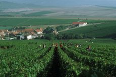 Champagne Vintage Guide