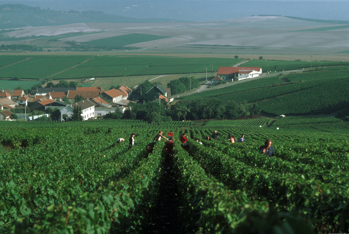 Champagne Vintage Guide