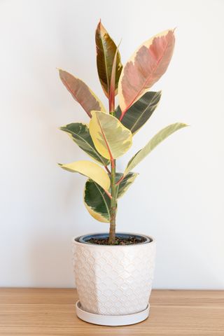 variegated rubber tree