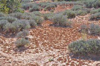 these desert lands are commonly found a specialized community of lichen, algae, moss, fungus and cyanobacteria