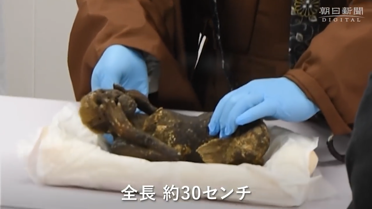 The mummified remains are prepared for the CT scan.